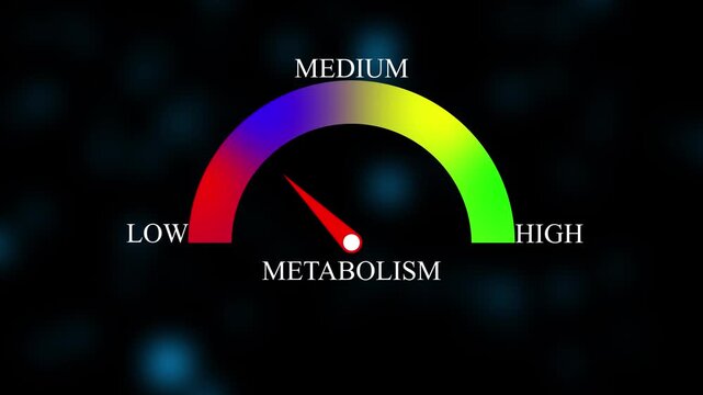 Metabolism Level Measuring animation. motion animation on a transparent background alpha channel. Motion graphics of level miter concept.