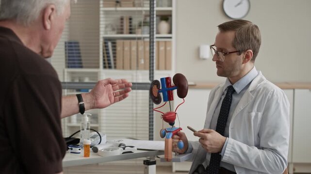 Male urologist pointing at anatomical kidney model while explaining urinary system to senior patient in modern clinic, eyelevel medium shot in medical office