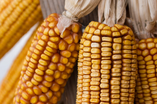 Mazorcas de ma&iacute;z en Asturias