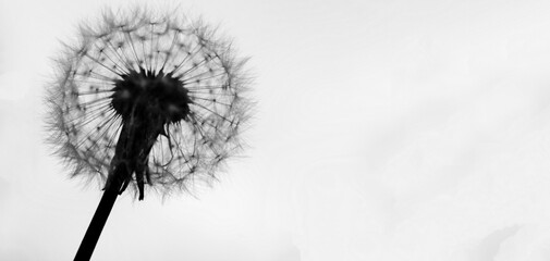 Diente de león © lurialur