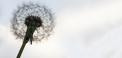 Diente de león © lurialur
