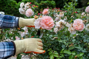 Fototapeta premium Man trimming orange roses with pruning shears in beautiful summer garden, floral maintenance concept