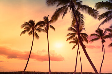 Obraz premium Tropical Palm Trees silhouette against a Colorful Sunset, Serene Nature Setting background 