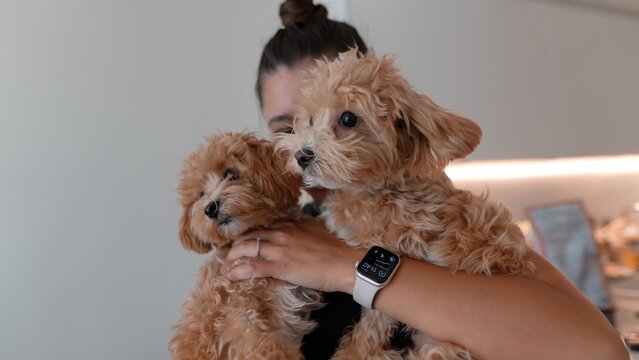 Intimate moment featuring playful apricot puppies and modern technology