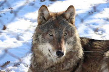 Fototapeta premium A close-up of a wolf captured in a calm pose against a backdrop of white snow. Belovezhskaya Pushcha. UNESCO