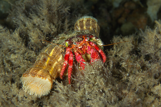 Armed Symbiosis: Large Hermit Crab (Dardanus calidus) with several Hermit Crab Anemones (Calliactis parasitica), Tamariu, Spain