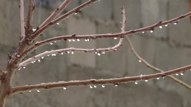 Freezing rain coating bare tree branches
