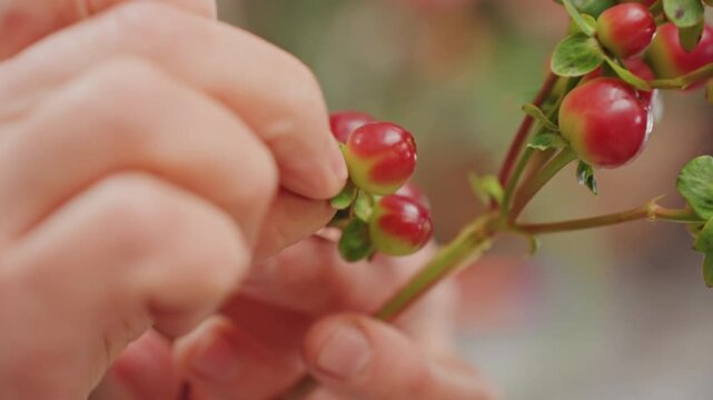 Hands picking red berries florist prepping bouquet, delicate hypericum clusters held between fingers, warm soft light, shallow depth of field, tactile arrangement on wooden workbench