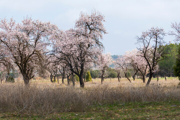 Fototapeta premium Spring blossom background. Beautiful nature scene with blooming almond tree on sunny day. Winter flowers. Beautiful orchard in Teruel Aragon Spain