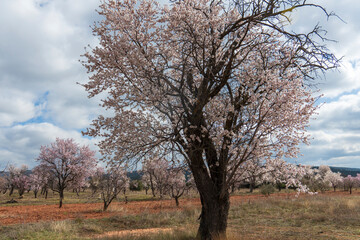 Spring blossom background. Beautiful nature scene with blooming almond tree on sunny day. Winter flowers. Beautiful orchard in Teruel Aragon Spain