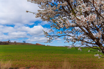 Spring blossom background. Beautiful nature scene with blooming almond tree on sunny day. Winter flowers. Beautiful orchard in Teruel Aragon Spain