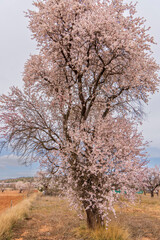 Almond trees in bloom in the fields of Teruel in spring. Aragon Spain