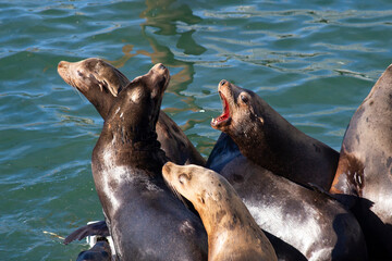 Obraz premium Group of sea lions in communications