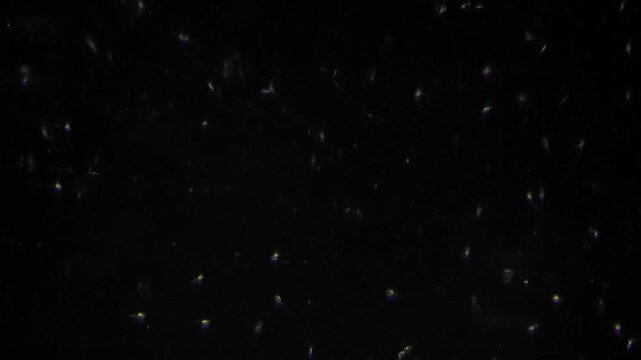 Cryopreserved human sperm under microscope with scattered frozen morphology, spermbanking technician inspecting viability after thaw sterile lab environment and quality control focus.