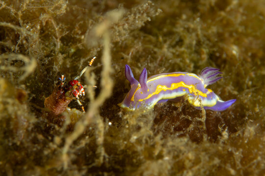 Marine Biodiversity: A vibrant Painted Nudibranch (Felimare picta) and a Monaco Shrimp (Lysmata seticaudata), Tamariu, Spain