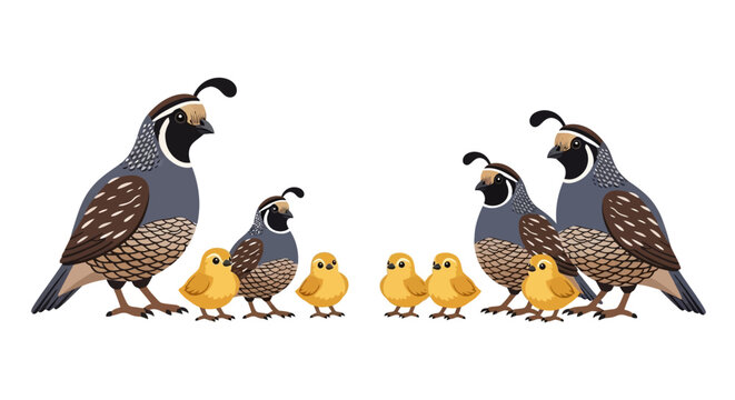 A family of northern bobwhite quail including chicks is depicted