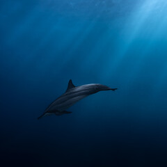 Fototapeta premium Spinner dolphin (Stenella longirostris) swimming in blue water illuminated by sunbeam in the Indian Ocean, Mauritius