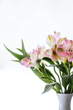 A bouquet of pink alstroemerias with green leaves in a white vase on a white background.