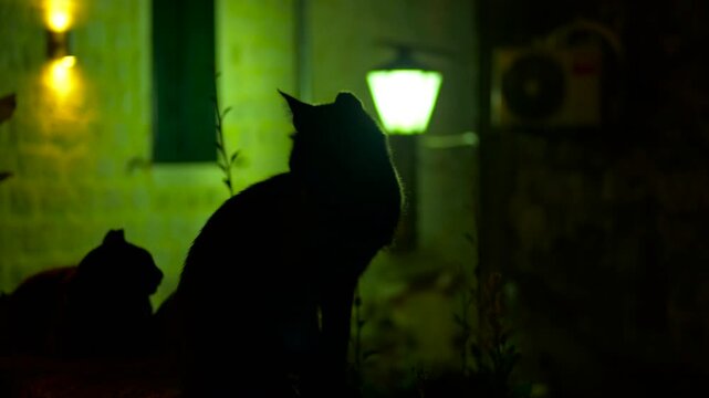 Black cats silhouettes under green street light at night. Mysterious black cat silhouettes sitting on a stone wall at night. Cat stands up and walks away under the eerie green glow of a street lamp