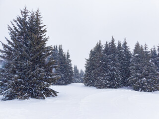 Fototapeta premium Snow covers trees and ground in a winter scene with no people or animals in sight during a snowy day in a forested area