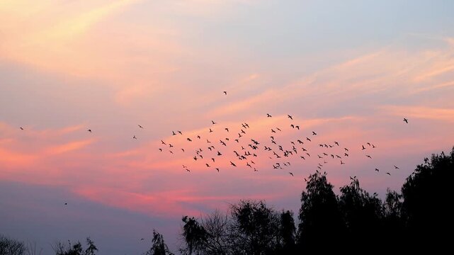 Slow Motion Shot of Flock of birds flying in formation against a vibrant sunset sky with pink and purple hues over treetops at 180 fps High quality footage