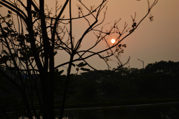 Sunset Silhouette of Trees and Branches With Glowing Sun Over Hazy Evening Sky