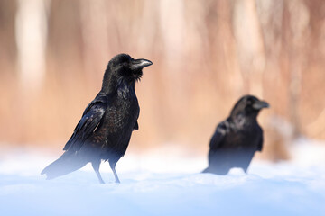  Kruk (Corvus corax)  © Bartosz Rakoczy