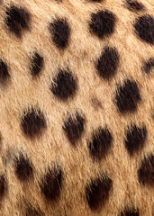Cheetah fur texture background vertical with natural spotted pattern