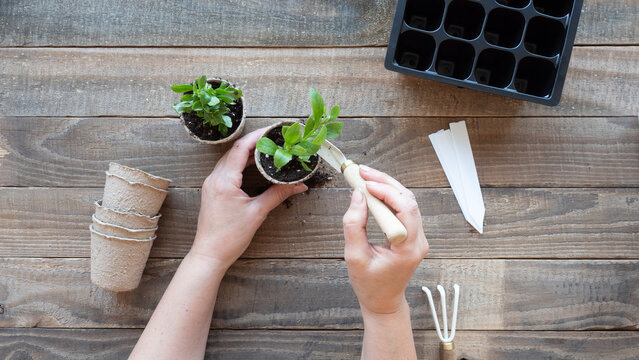 Hands potting young plant in biodegradable pots on wood