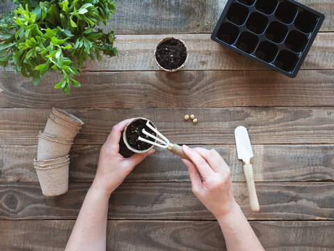 Hands planting seeds in peat pots for gardening hobby