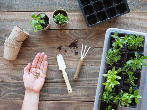 Hand holding seeds preparing for home gardening
