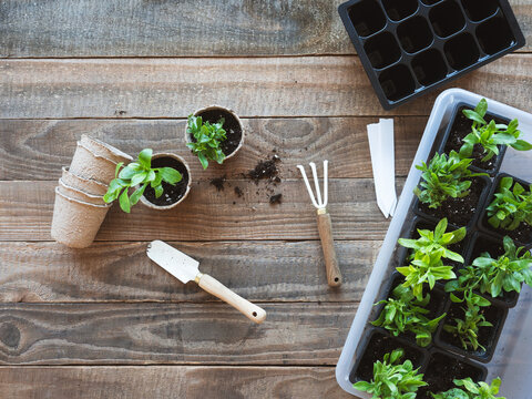 Seedlings and gardening tools on rustic wooden background