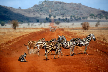 A Group of Zebras on a Red Dirt Road. Taita Hills, Kenya © Daniel Lamborn
