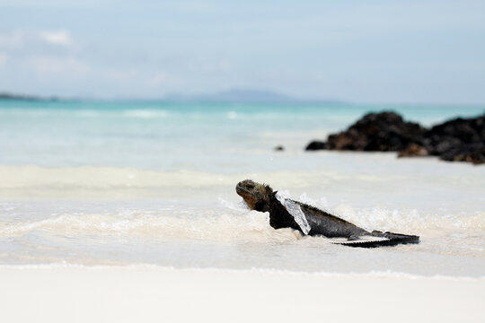 Marine Iguana (Amblyrhynchus cristatus hassi) at the Water's Edge, with Water Splashing. Tortuga Bay, Santa Cruz Island, Galapagos