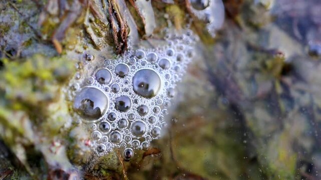 Slow Motion Macro Shot of Cluster of translucent bubbles forming on a surface covered with algae and organic material in a shallow pool at 180 fps High quality footage