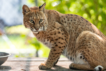 lynx on the table, Florida © Oleg
