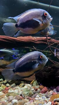 Black spotted Uaru fish swimming in aquarium tank