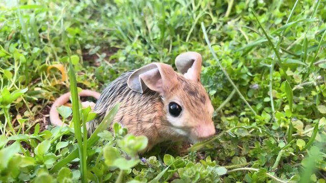 A cute Williams jerboa (Allactaga williamsi) seen among the green grass.