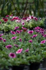 Fototapeta premium Vibrant purple Petunia atkinsiana flowers blooming in black pots inside a professional greenhouse. Beautiful ornamental garden plants with green foliage in soft natural light.