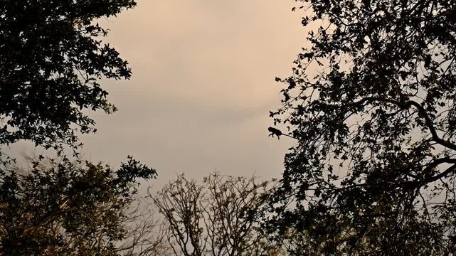 Monkey flying 