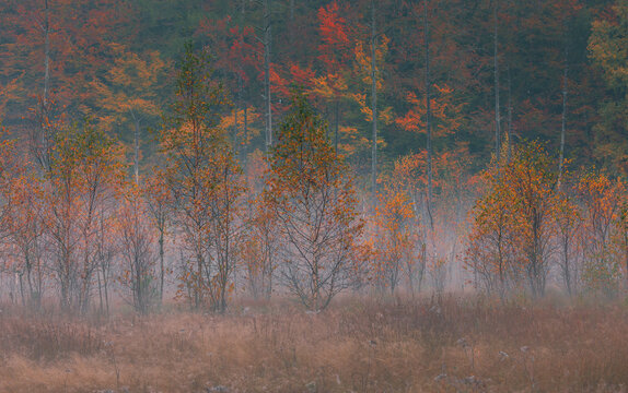 Autumn forest with misty morning light in Poland.