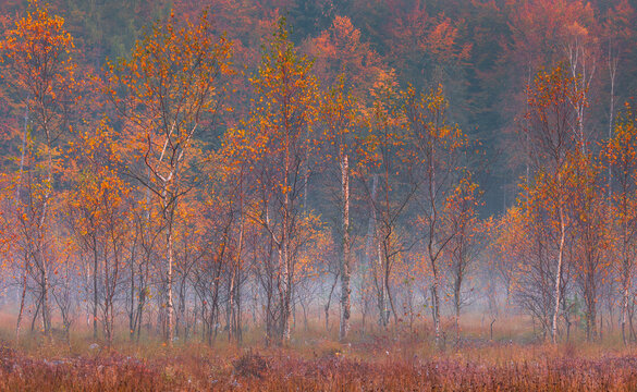 Autumn birch trees in Ostrzyce forest with morning mist, Poland.