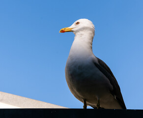 Naklejka premium seagull on the roof