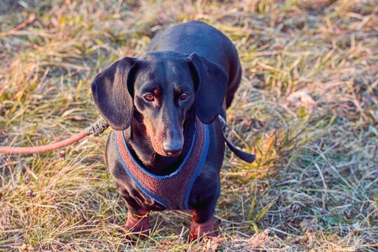 Dachshund (dackel) with smooth fur black and tan with harness and leash on the grass