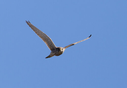 Falke