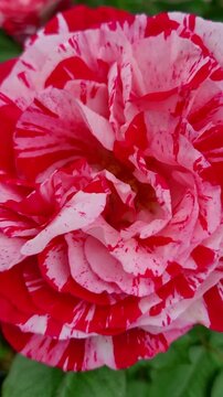 Vertical 4K Extreme Close Up of Red and White Rose Petals