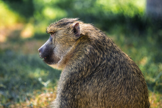 The olive baboon (Papio anubis), also called the Anubis baboon, is a member of the family Cercopithecidae Old World monkeys