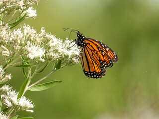 Fototapeta premium Monarch Butterfly (Danaus plexippus) Feeding on Wildflowers in Summer Prairie