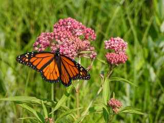 Obraz premium Monarch Butterfly (Danaus plexippus) Feeding on Wildflowers in Summer Prairie
