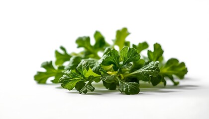 Obraz premium A bunch of fresh parsley leaves on a white background